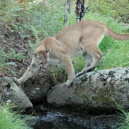 Ep 3: Mountain Lions